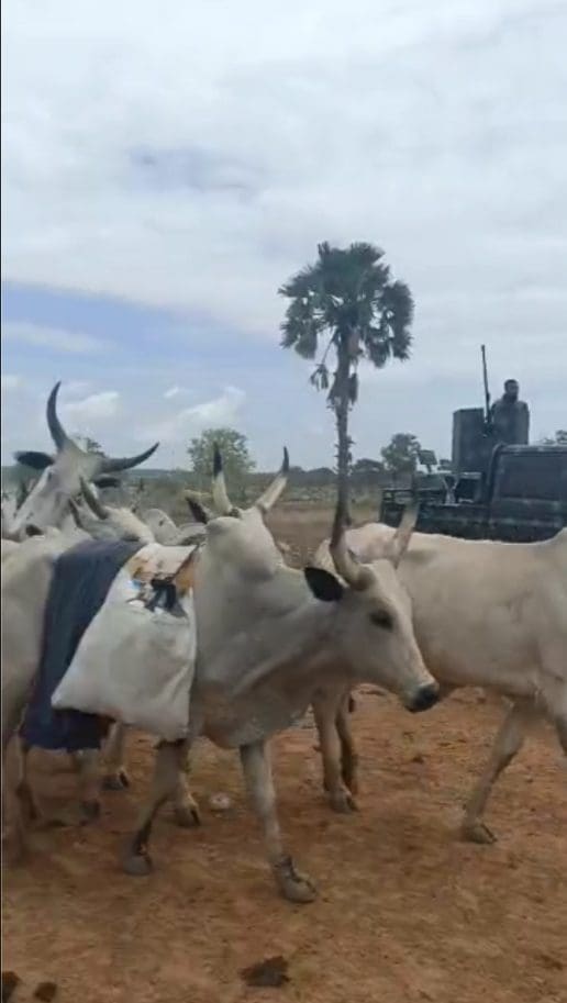 military trucks guard cattle herds in Mangu. Video screenshot by TruthNigeria.